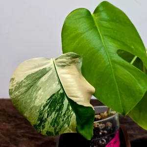 Variegated Monstera Albo Live Plant - Rare Indoor Houseplant - White Borsigiana - Image 3