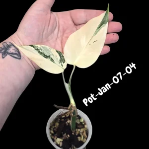 Variegated Monstera Albo Live Plant – Rare Indoor Houseplant – White & Green Foliage - Image 3