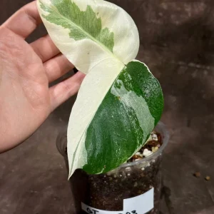 Variegated Monstera Albo Live Plant - Rare Indoor Houseplant - White Variegation - Image 3