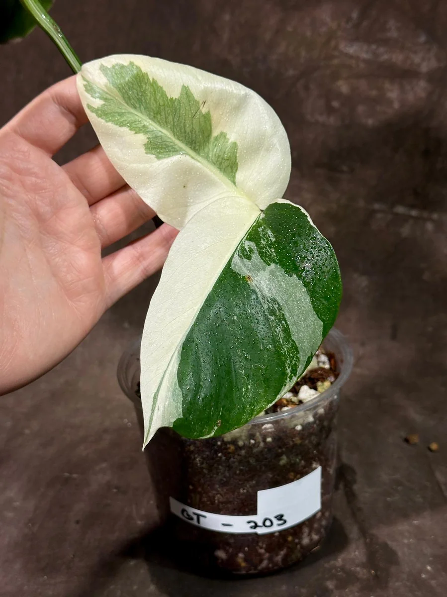 Variegated Monstera Albo Live Plant - Rare Indoor Houseplant - White Variegation - Image 3