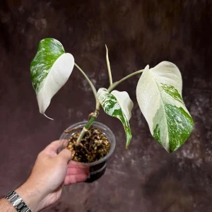 Variegated Monstera Albo Live Plant - Rare Indoor Houseplant - White & Green Leaves - Image 3