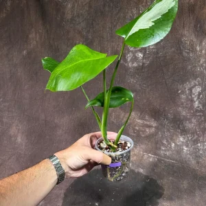 Variegated Monstera Albo Live Plant - Rare Indoor Houseplant with White Variegation - Image 3