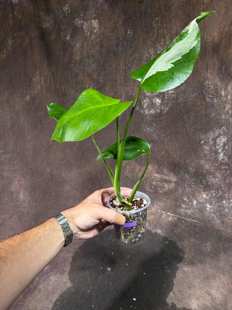 Variegated Monstera Albo Live Plant - Rare Indoor Houseplant with White Variegation - Image 3
