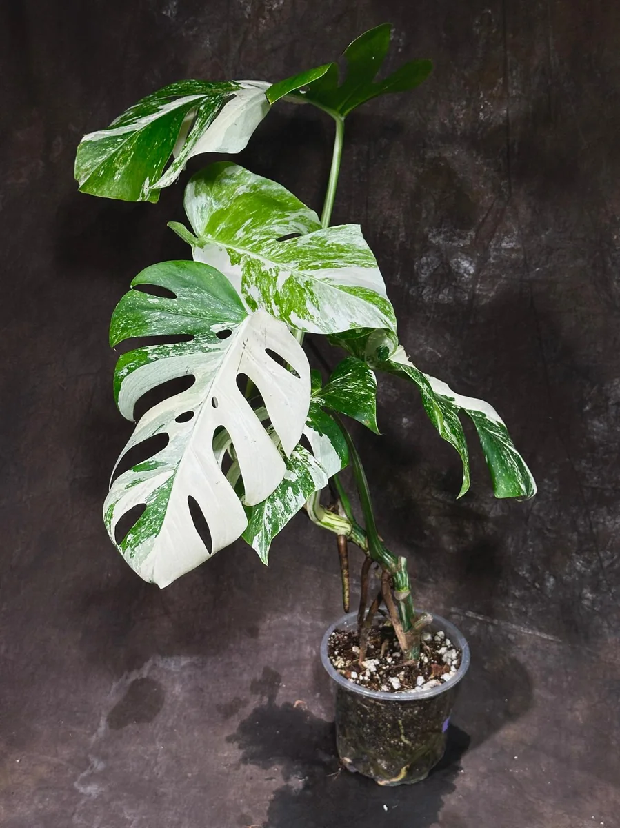 Variegated Monstera Albo Live Plant - Rare Indoor Houseplant - White Variegation - Image 3