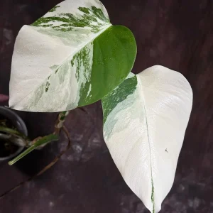 Variegated Monstera Albo Live Plant - Rare Indoor Houseplant with White Variegation - Image 3