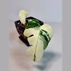Variegated Monstera Albo Live Plant - Rare Indoor Houseplant - White Borsigiana Albo Potted - Image 1