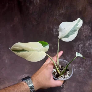 Variegated Monstera Albo Live Plant - Rare Indoor Houseplant - White & Green Leaves - Image 4