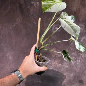 Variegated Monstera Albo Live Plant - Rare Indoor Houseplant with White & Green Leaves - Image 4