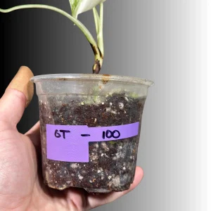 Variegated Monstera Albo Live Plant - Rare Indoor Houseplant - White Borsigiana - Image 4