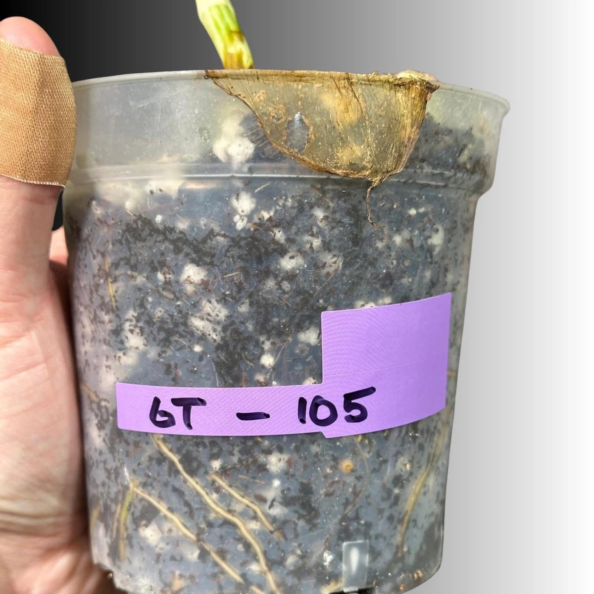 Variegated Monstera Albo Live Plant - Rare Indoor Houseplant - Image 4