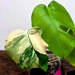 Variegated Monstera Albo Live Plant - Rare Indoor Houseplant - White Borsigiana - Image 4