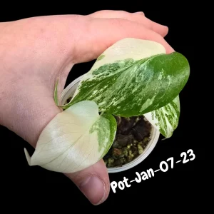 Variegated Monstera Albo Live Plant – Rare Indoor Houseplant – White & Green Foliage - Image 4