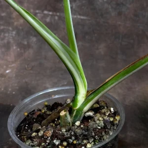 Variegated Monstera Albo Live Plant - Rare Indoor Houseplant - White & Green Leaves - Image 4
