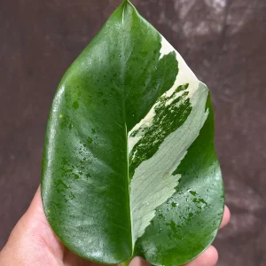 Variegated Monstera Albo Live Plant – Rare Indoor Houseplant – White Borsigiana - Image 4