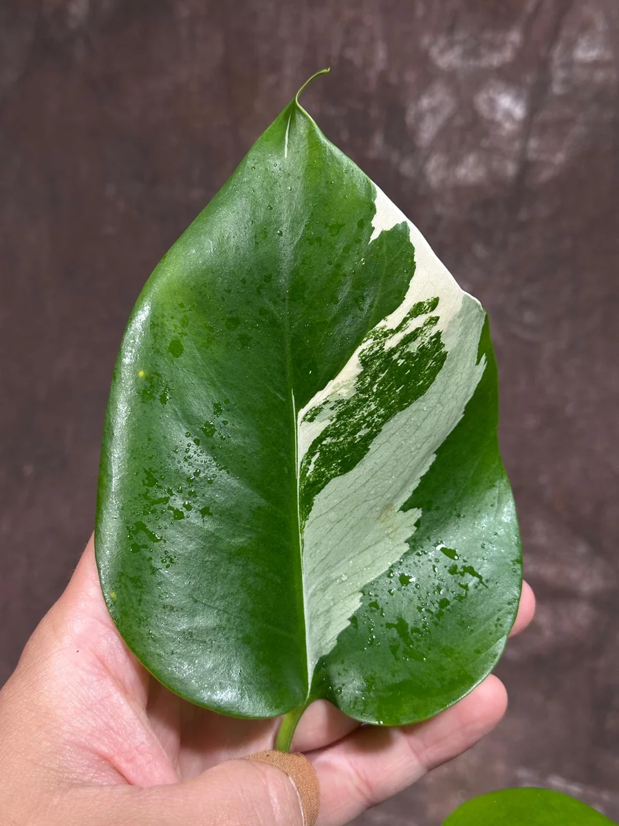 Variegated Monstera Albo Live Plant – Rare Indoor Houseplant – White Borsigiana - Image 4