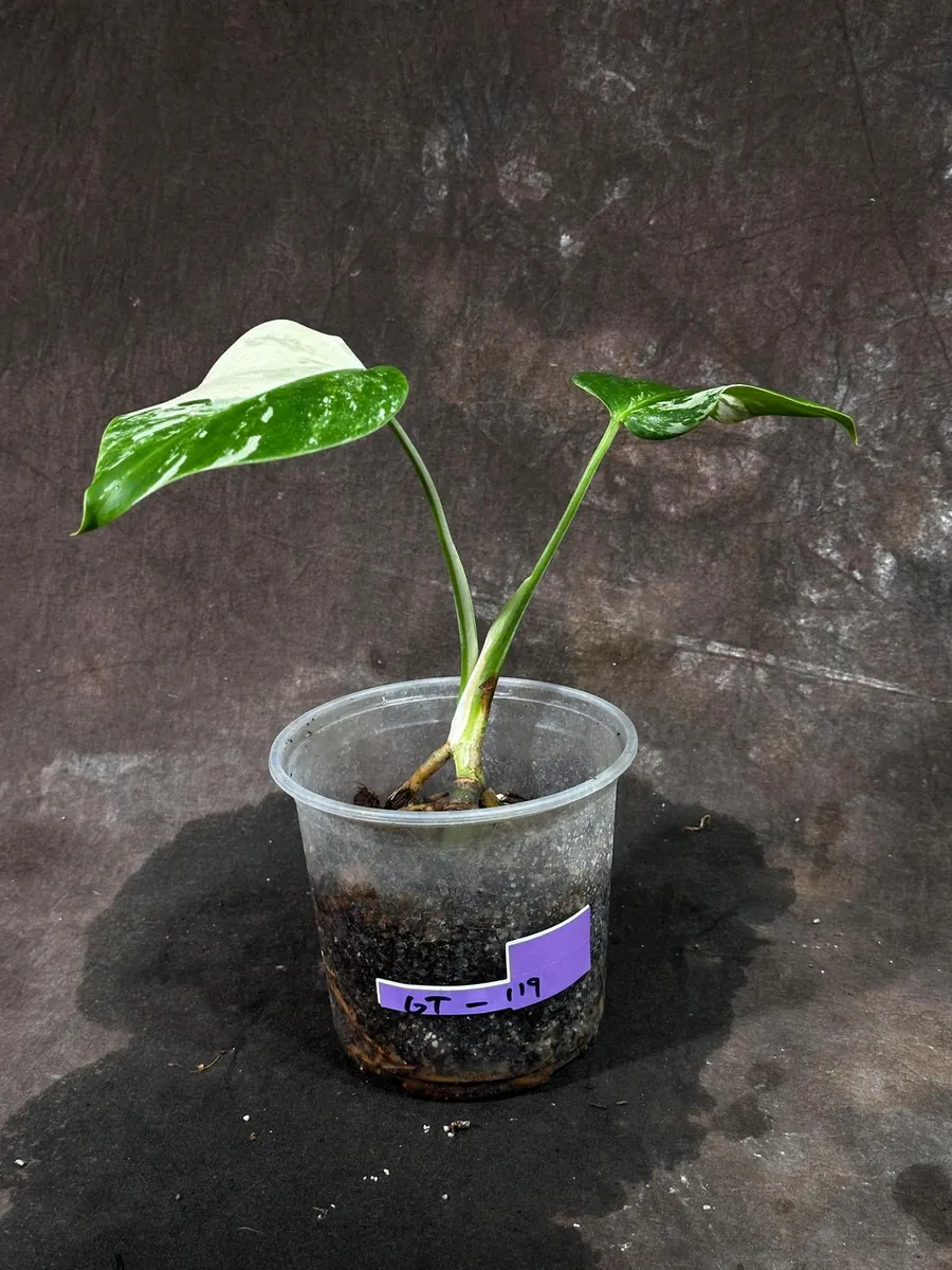 Variegated Monstera Albo Live Plant - Rare Indoor Houseplant with White Variegation - Image 4