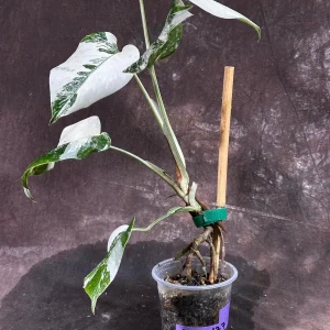 Variegated Monstera Albo Live Plant - Rare Indoor Houseplant with White & Green Leaves - Image 5