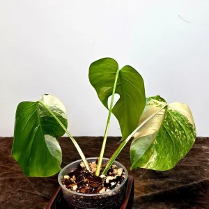 Variegated Monstera Albo Live Plant - Rare Indoor Houseplant - White Borsigiana - Image 5