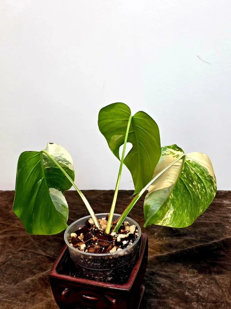 Monstera Borsigiana Albo Variegated 1