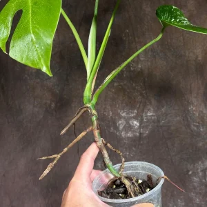 Variegated Monstera Albo Live Plant - Rare Indoor Houseplant with White & Green Leaves - Image 5