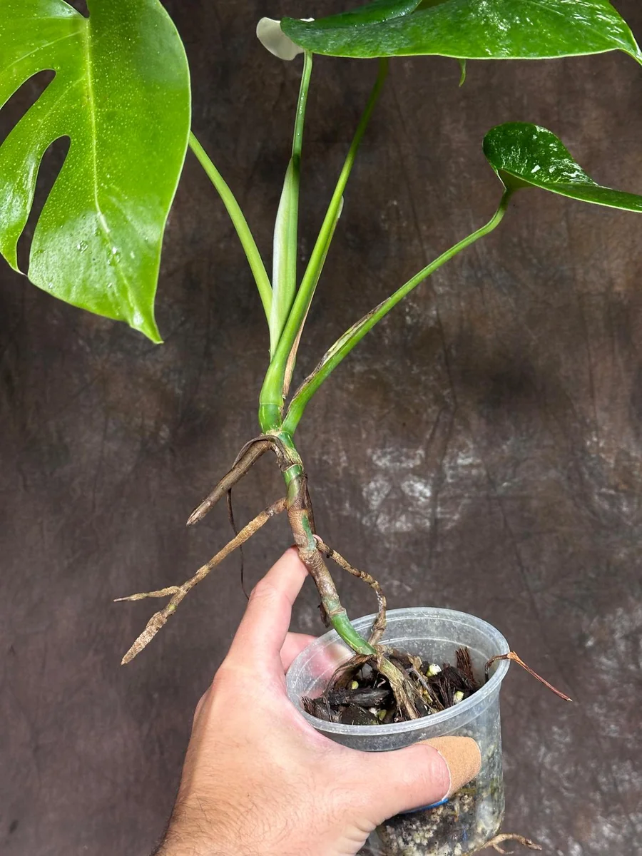 Variegated Monstera Albo Live Plant - Rare Indoor Houseplant with White & Green Leaves - Image 5