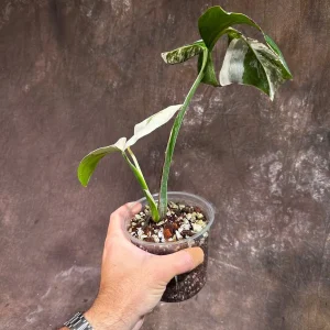 Variegated Monstera Albo Live Plant - Rare Indoor Houseplant - White Variegation - Image 5