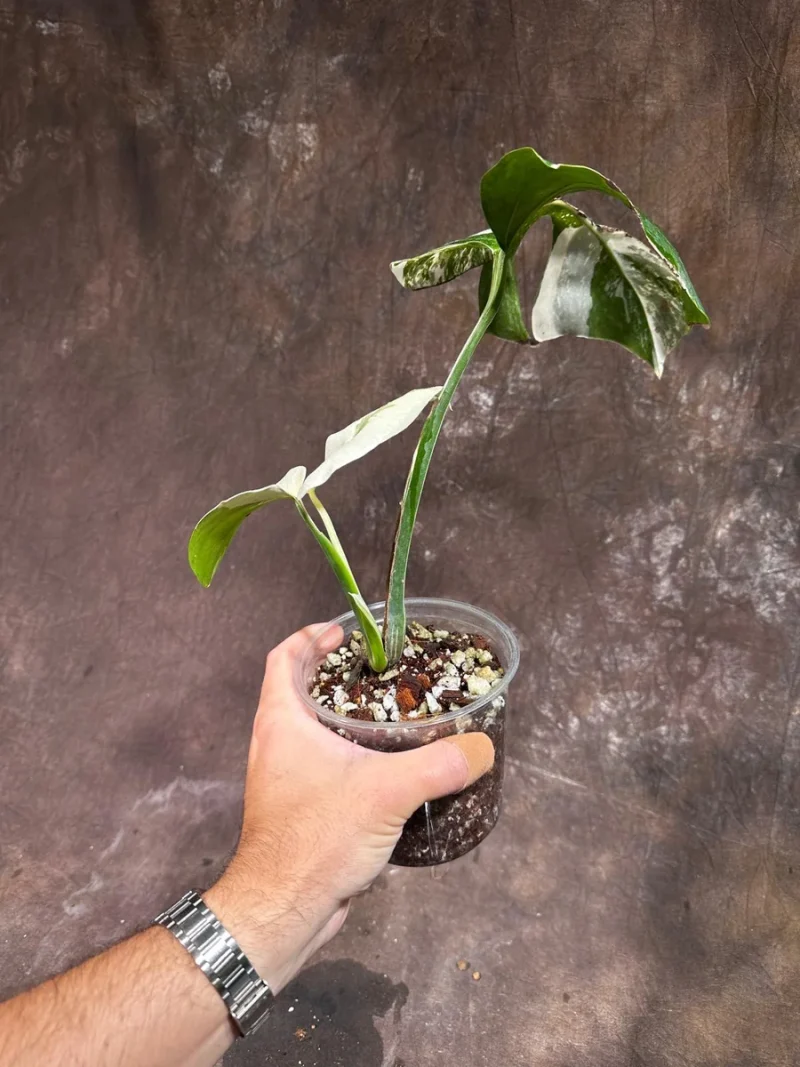 monstera standleyana variegata Monstera Standleyana Variegata, 4
