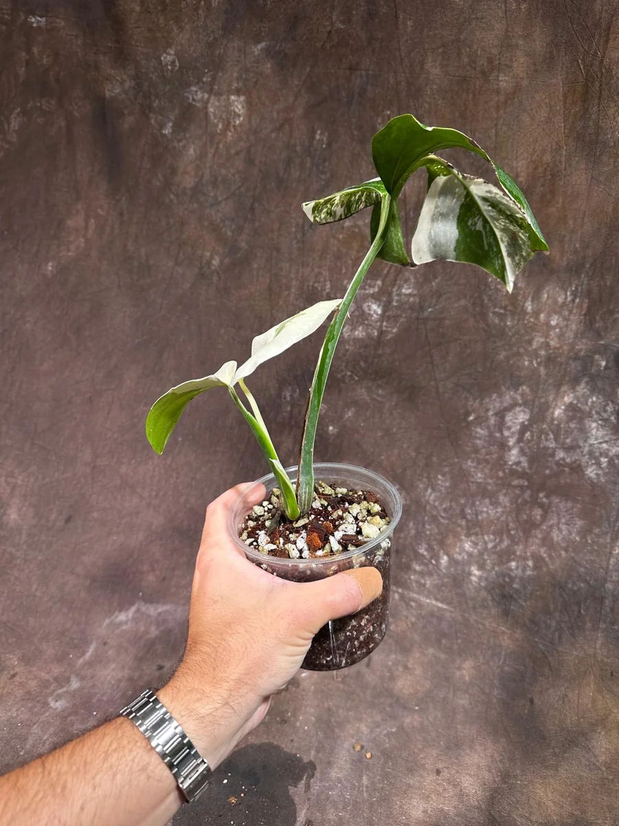 Variegated Monstera Albo Live Plant - Rare Indoor Houseplant - White Variegation - Image 5
