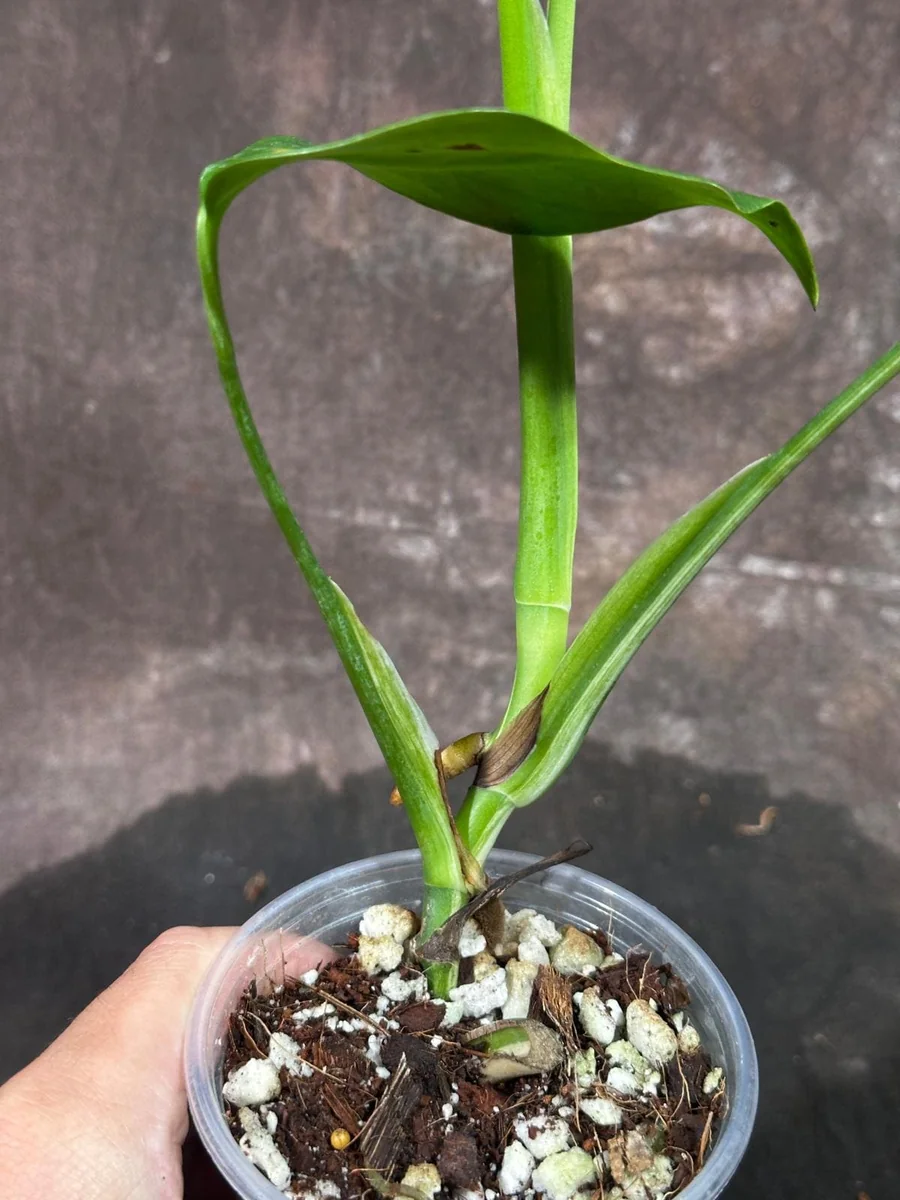 Variegated Monstera Albo Live Plant - Rare Indoor Houseplant with White Variegation - Image 5