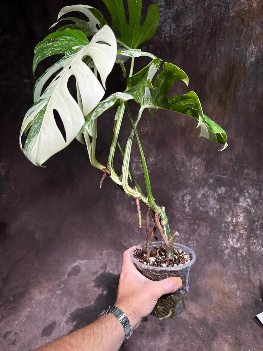 Variegated Monstera Albo Live Plant - Rare Indoor Houseplant - White Variegation - Image 5
