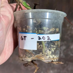 Variegated Monstera Albo Live Plant - Rare Indoor Houseplant with White & Green Leaves - Image 6