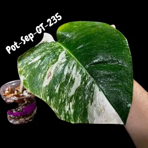 Variegated Monstera Albo Live Plant – Rare Indoor Houseplant – White & Green Foliage - Image 6