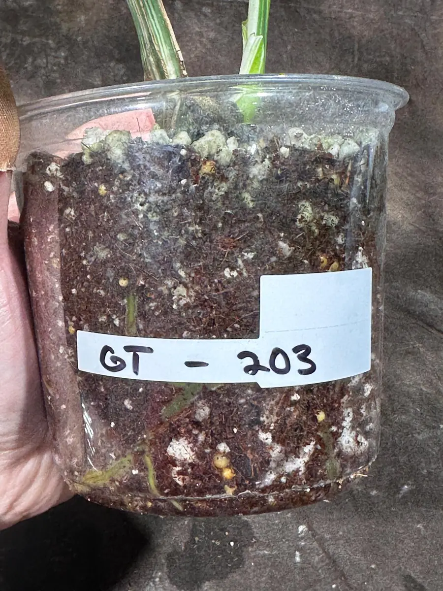 Variegated Monstera Albo Live Plant - Rare Indoor Houseplant - White Variegation - Image 6