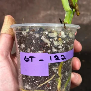 Variegated Monstera Albo Live Plant – Rare Indoor Houseplant – White Borsigiana - Image 6