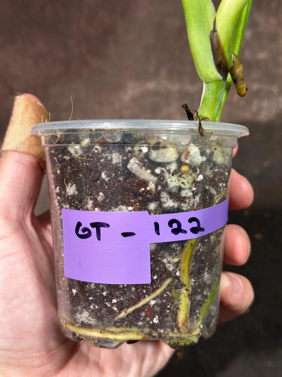 Variegated Monstera Albo Live Plant – Rare Indoor Houseplant – White Borsigiana - Image 6