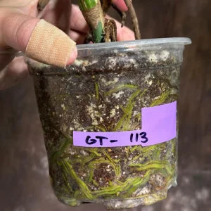 Variegated Monstera Albo Live Plant - Rare Indoor Houseplant - White Variegation - Image 6