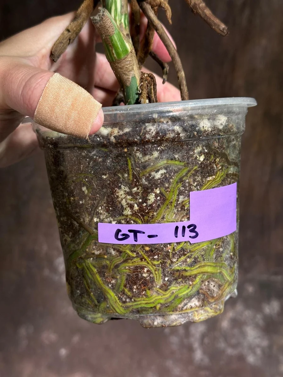 Variegated Monstera Albo Live Plant - Rare Indoor Houseplant - White Variegation - Image 6