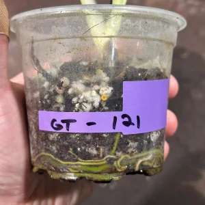 Variegated Monstera Albo Live Plant - Rare Indoor Houseplant - White & Green Leaves - Image 7