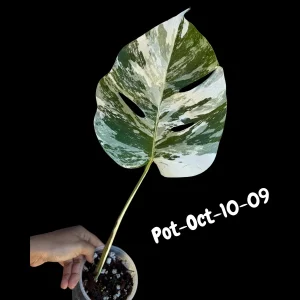 Variegated Monstera Albo Live Plant – Rare Indoor Houseplant – White & Green Foliage - Image 8
