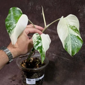 Variegated Monstera Albo Live Plant - Rare Indoor Houseplant - White & Green Leaves - Image 1