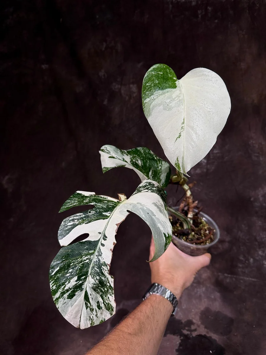 Variegated Monstera Albo Live Plant - Rare Indoor Potted Houseplant - Image 2