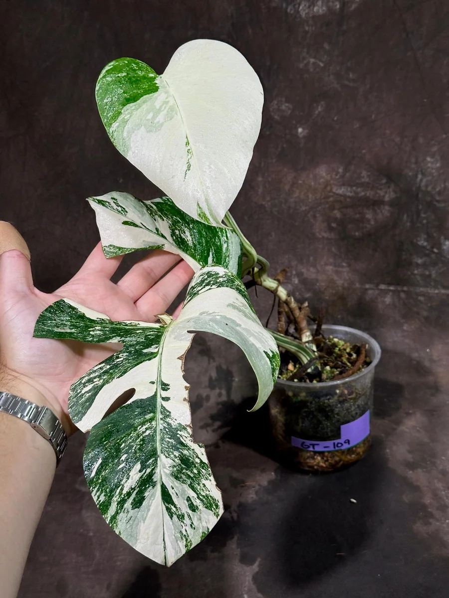 Variegated Monstera Albo Live Plant - Rare Indoor Potted Houseplant - Image 3