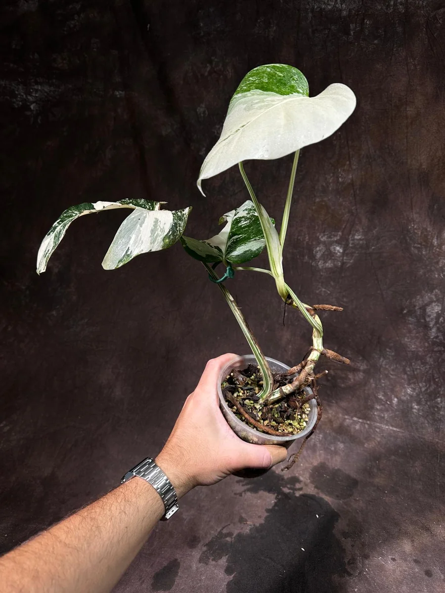 Variegated Monstera Albo Live Plant - Rare Indoor Potted Houseplant - Image 4