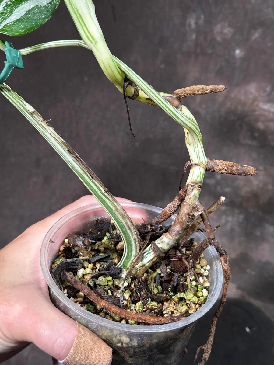 Variegated Monstera Albo Live Plant - Rare Indoor Potted Houseplant - Image 5