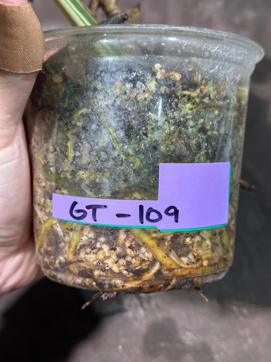 Variegated Monstera Albo Live Plant - Rare Indoor Potted Houseplant - Image 6