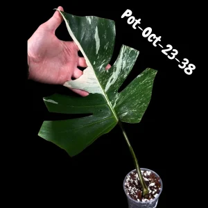Variegated Monstera Albo Live Plant - Rare Indoor White Monstera Borsigiana - Image 10