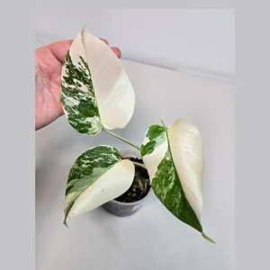 Variegated Monstera Albo Live Plant - Rare Indoor White Monstera Borsigiana Houseplant - Image 1