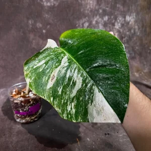 Variegated Monstera Albo Live Plant - Rare Indoor White Monstera Borsigiana - Image 1
