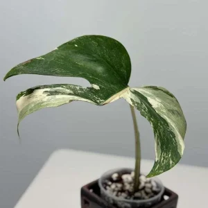 Variegated Monstera Albo Live Plant - Rare Indoor White Albo Borsigiana - Single Leaf - Image 1