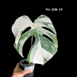 Variegated Monstera Albo Live Plant - Rare Indoor White Monstera Borsigiana - Image 1